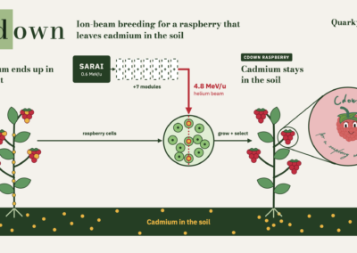 Cdown concept using ion-beam breeding to reduce cadmium accumulation in raspberries